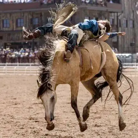 A bareback rider mid-buck in front of a packed grandstand at Cheyenne Frontier Days